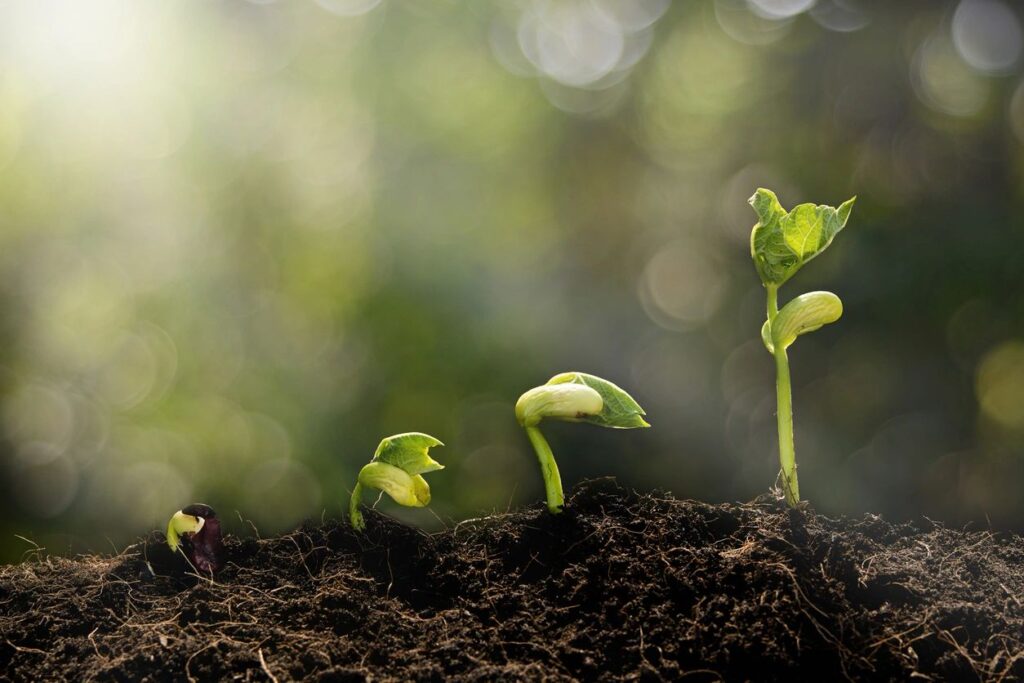A seedling grows then flourishes and you can grow in your relationship with God