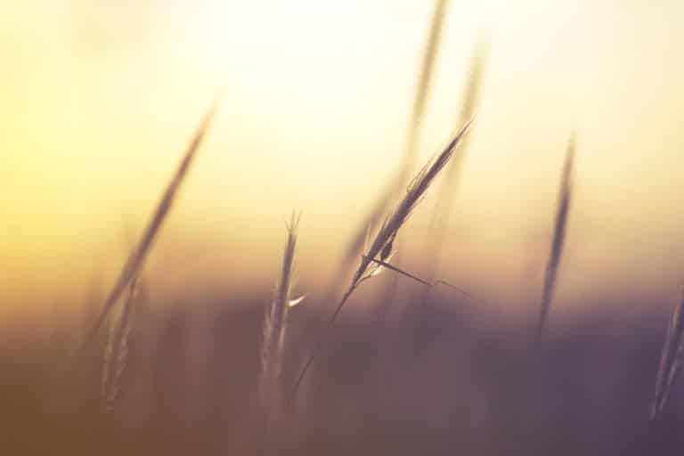 A field of wheat symbolizes finding grace and strength in surrender.